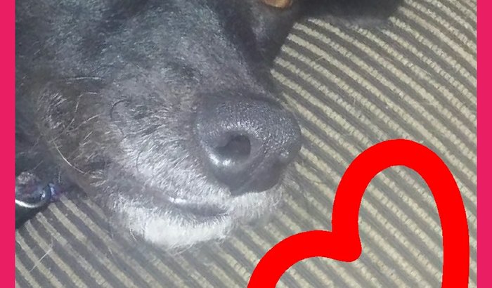 VAKINHA ONLINE EM PROL DA "SANDY"
