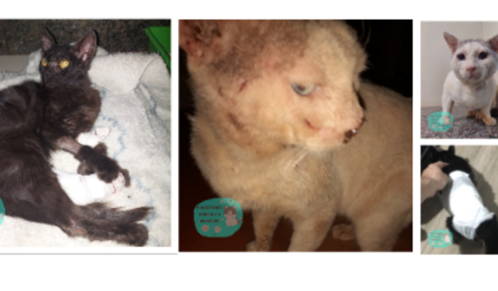 Tratamento Samy, Xerife e Mocinha