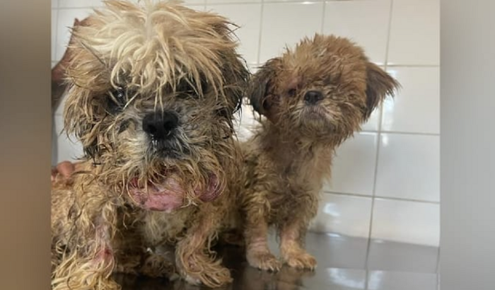 AJUDA PARA OS IRMÃOS SHIH-TZUS JOGADOS NO ESGOTO ABERTO