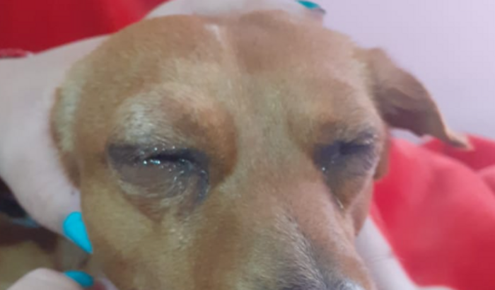 Ajude o cãozinho Théo a não precisar retirar os olhinhos