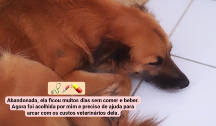 Ajuda para Mag,  cachorrinha abandonada em parada de ônibus