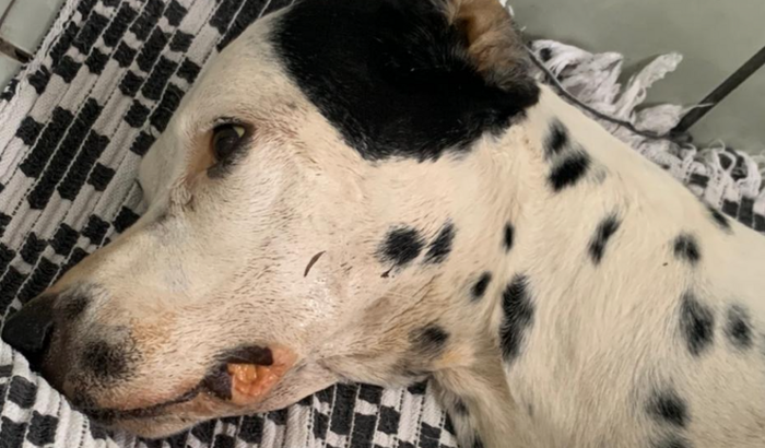 Transfusão e internação da Akira