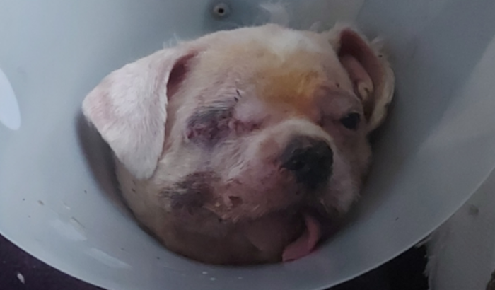 Pagar a internação do Raphael