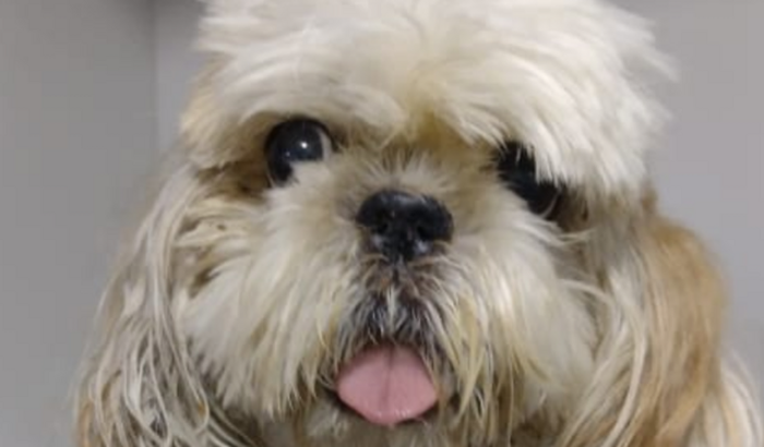 Vamos ajudar Suzinha