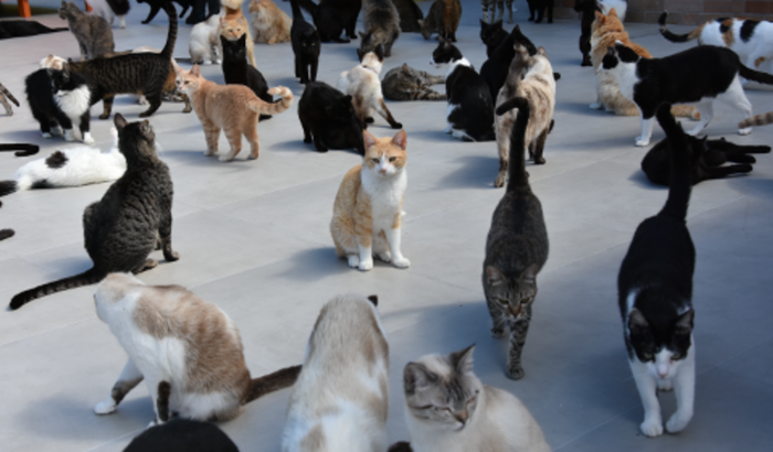 COLABORE COM O INSTITUTO CHAT MOUILLE