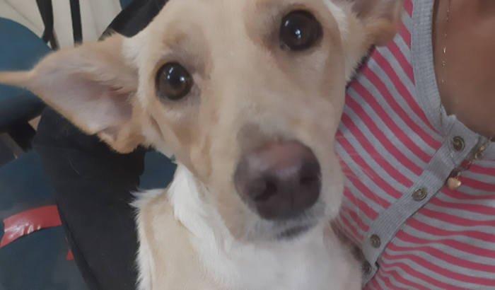 AJUDA URGENTE !! CIRURGIA DE PATINHAS QUEBRADAS 