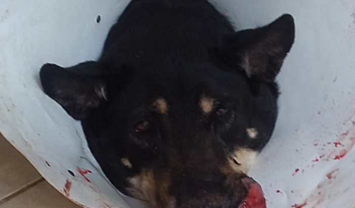 AJUDA PARA CUSTEAR TUMOR DE NEGRITA