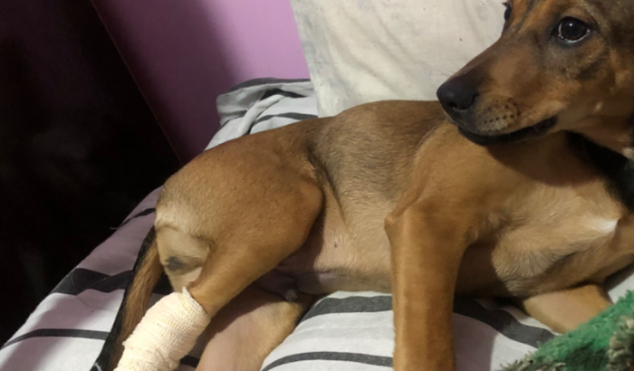 Spake precisa de ajuda para fazer uma cirurgia