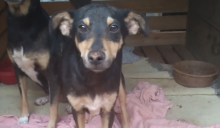 Me ajude a ajudar cães abandonados que acolhemos ❤