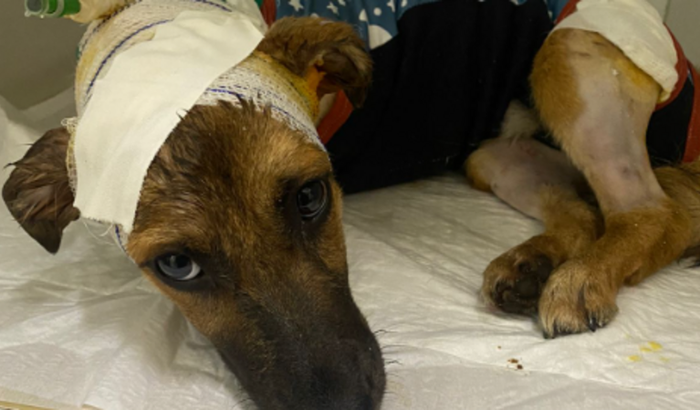 Tratamentos para animais resgatados