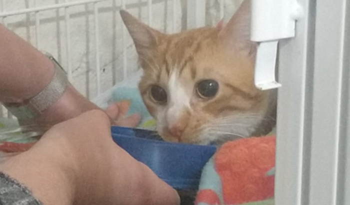 Internação do Príncipe 