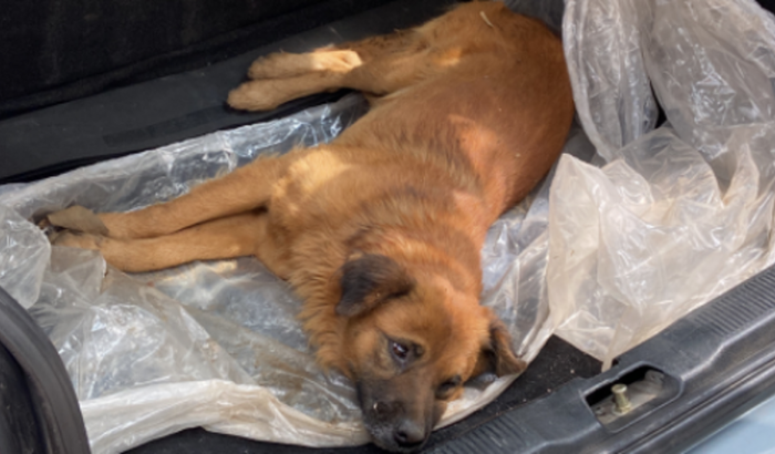 Ajudar na recuperação do caramelo