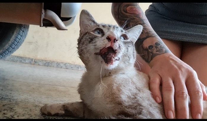 Salvar a vida do gatinho Mia. Que foi envenenado por um desalmado. 