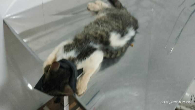 Gata atropelada 