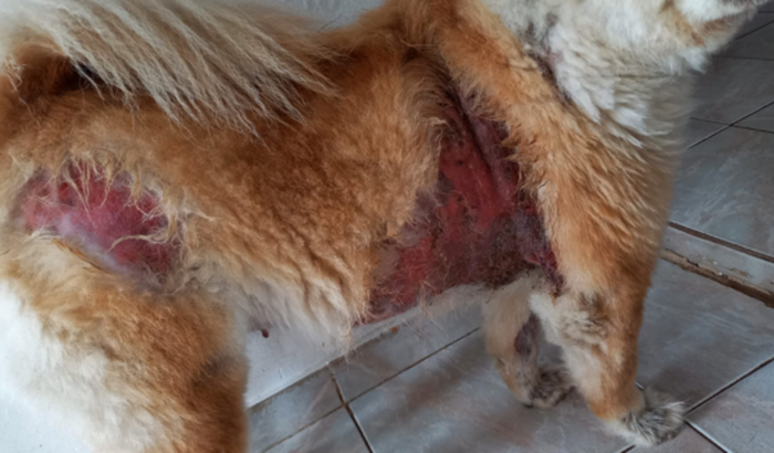 Ajude a Mel 🍯🐶