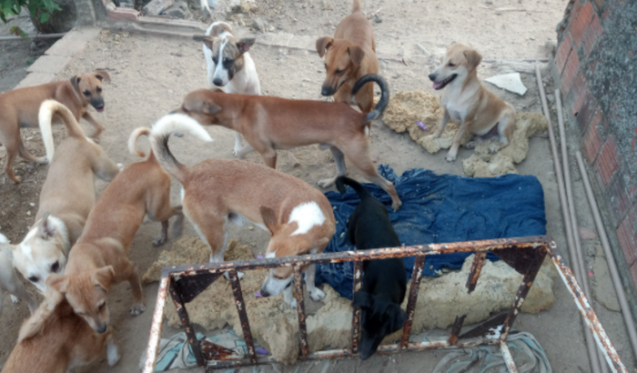 Ajuda p 74 pets de rua resgatado 