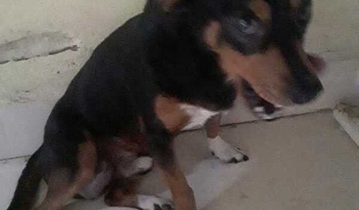 Ajuda para ajudar no tratamento de cancer do SHEIK 