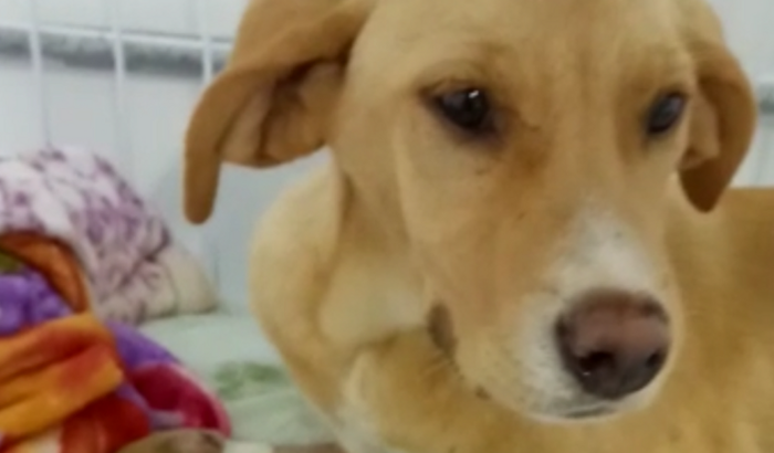 Ajude a salvar a Lara