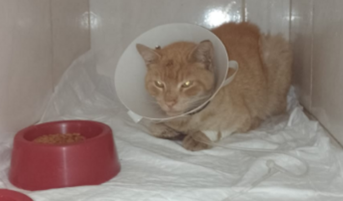 Cirurgia do Gatinho Caramelo