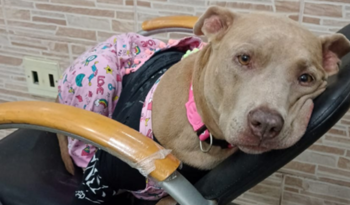 Tratamento quimioterápico da Liah