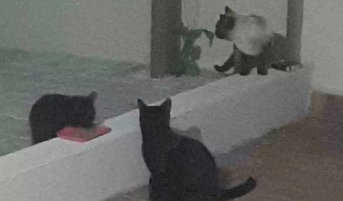 Ajuda para vacinas e castração dos gatinhos de rua 