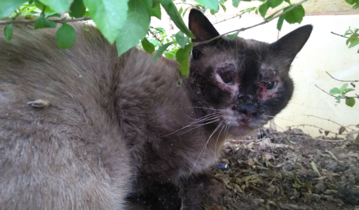 Ajude a salvar o Gato Guerreiro