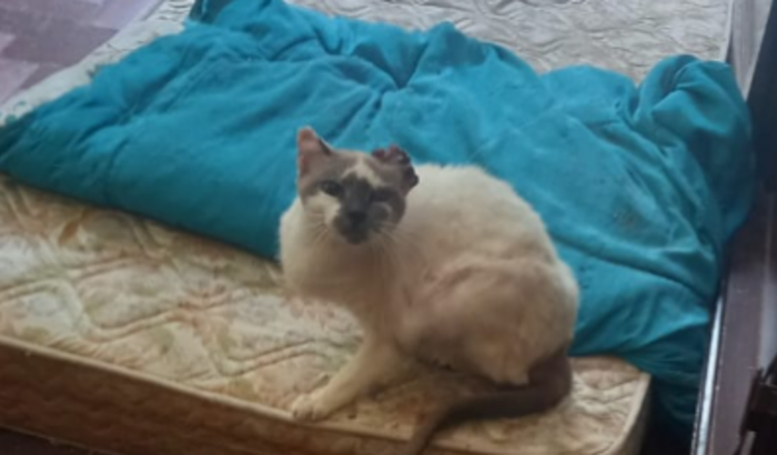 AJUDA PARA OPERAÇÃO DA GATINHA