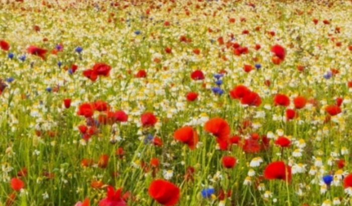 Ajuda para pagar dívidas 