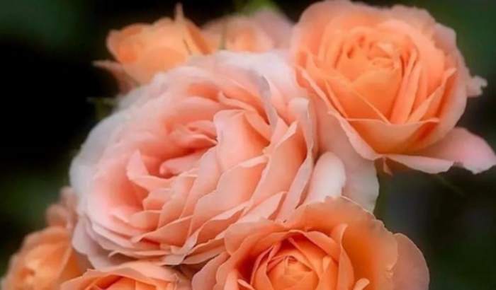 Realizar  meu sonho de ter meu próprio  negócio  