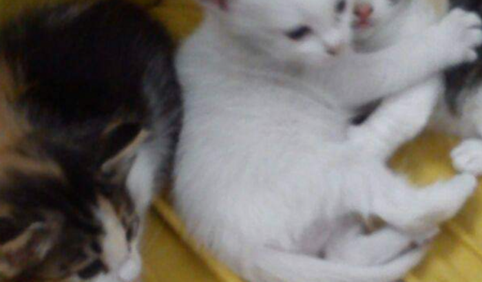 Ajude-me alimentar animas de ruas 