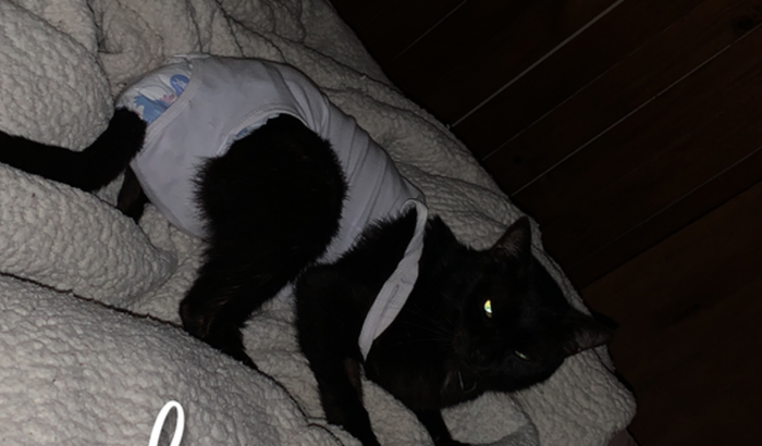 Ajuda para cirurgia do Salem, uretrostomia perineal