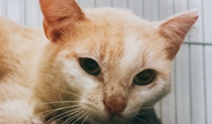 Cirurgia Ortopédica do Caramelinho