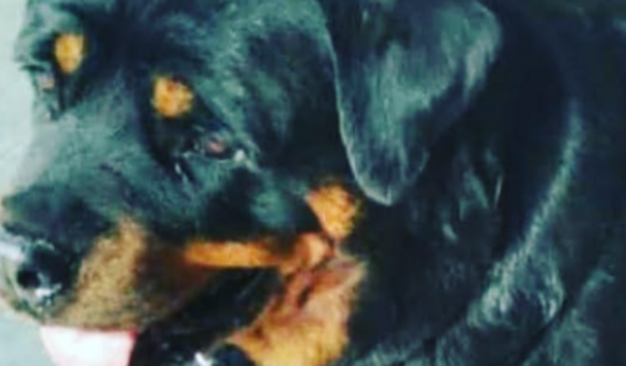 Me ajudem a salvar minha Rottweiler