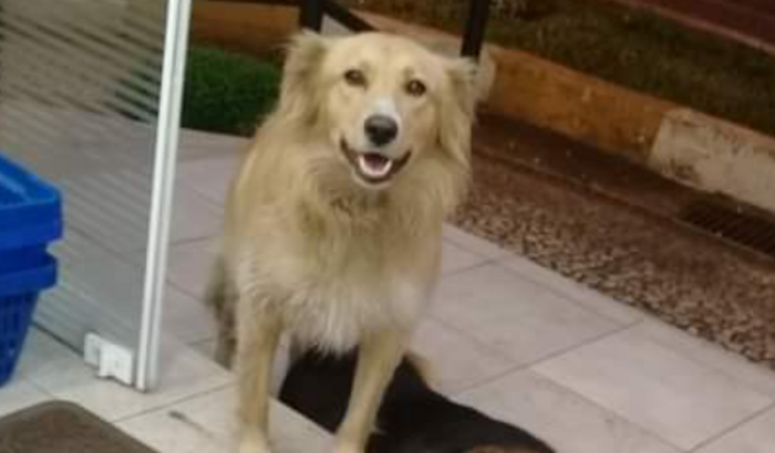 Tratamento da Caramelo