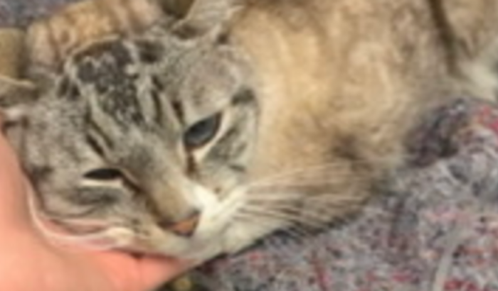 Ajuda para internação e medicamentos do Nino 