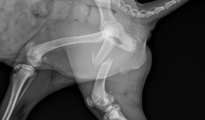 Ela é de Rua e sofreu um acidente