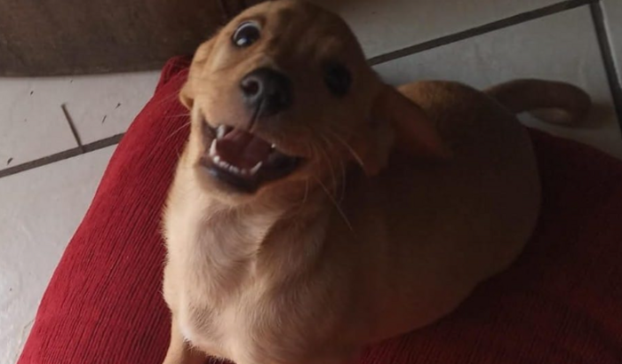 Ajude a Dory! Cachorrinha atropelada precisa de ajuda para tratamento!