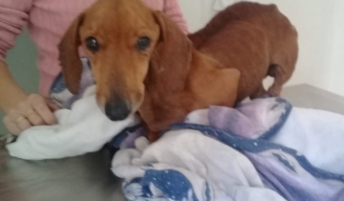 Caso hot dog