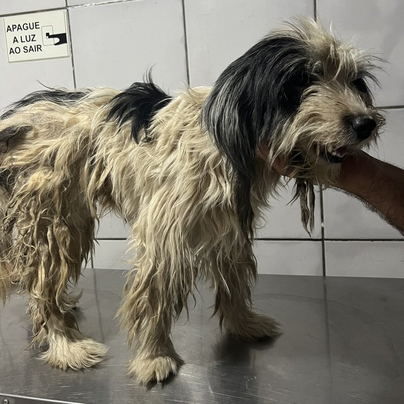 imagem da vaquinha Nos ajude a salvar a Nicole