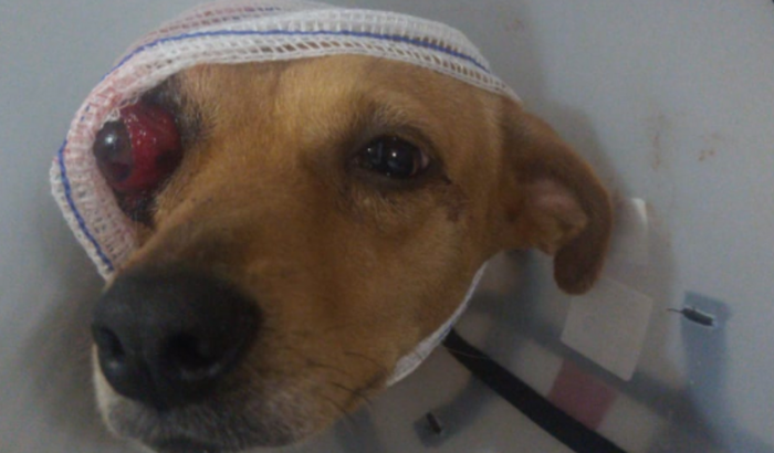 Ajuda solidária para a marilaila fazer a cirurgia 