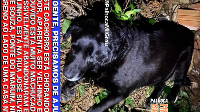 imagem da vaquinha Ajuda ao resgate do cão abandonado
