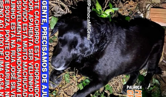 Ajuda ao resgate do cão abandonado