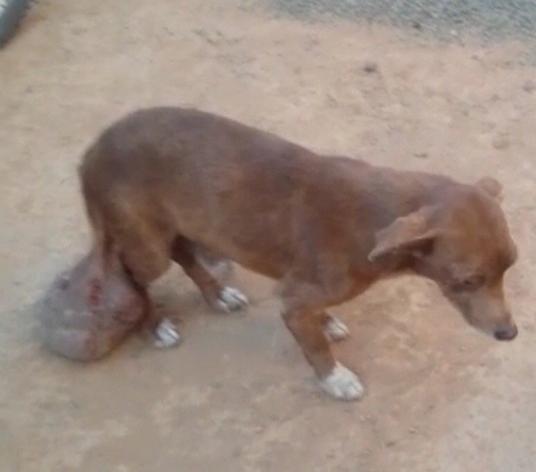 AJUDA PARA CÃO COM TUMOR Q SE ARRASTA PELO CHÃO 