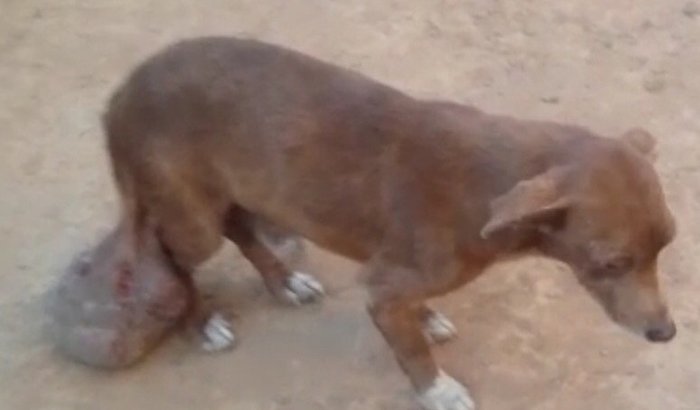 AJUDA PARA CÃO COM TUMOR Q SE ARRASTA PELO CHÃO 