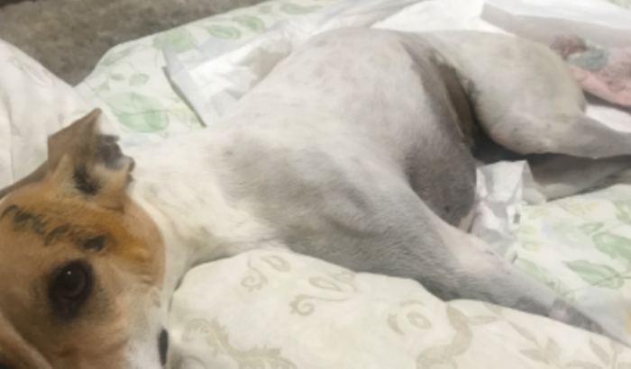 Cirurgia da Coluna da Kiara