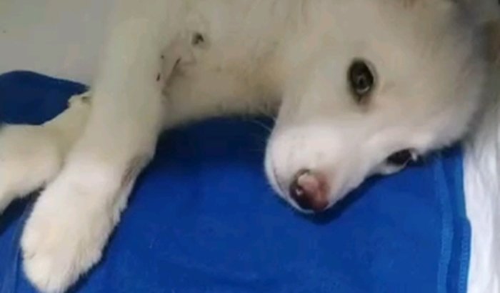 Ajude a salvar a vida do polar