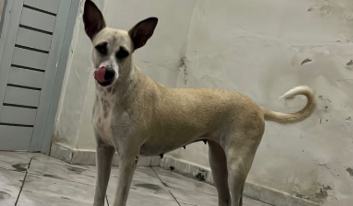 Ajude a cadelinha DUMBO