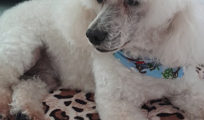 Exames NEUROLÓGICOS  P/ Filho 4 Patas