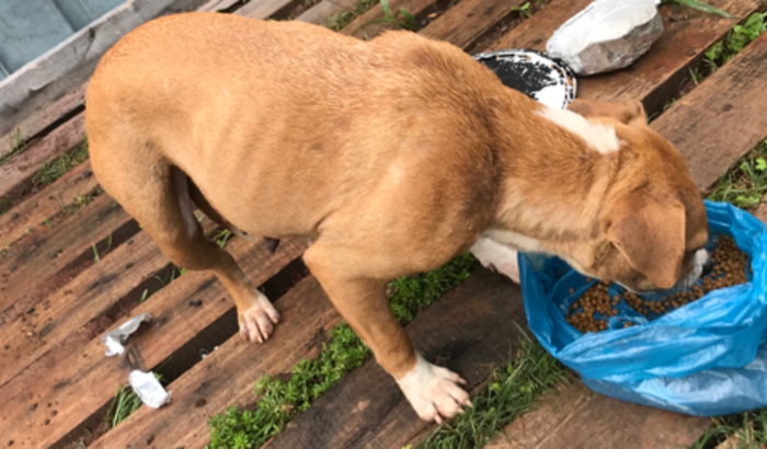 Veterinário e cuidados