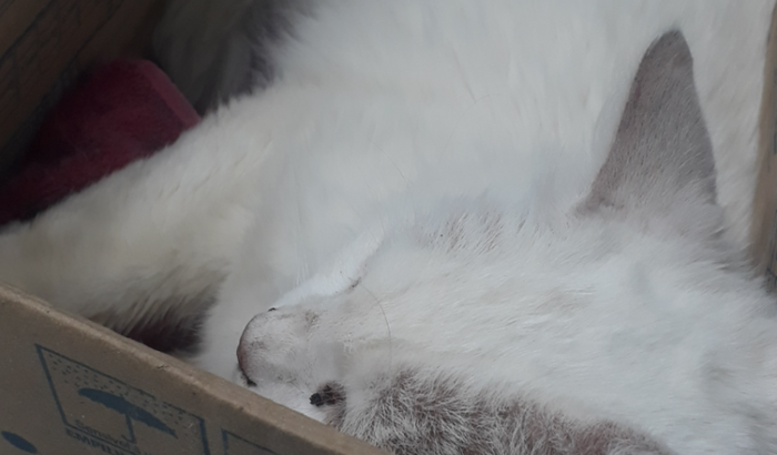 Ajudando o gatinho Lollo